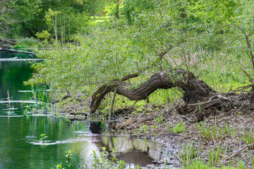 Small river in the forest. Beautiful river among the trees. Polissya nature. Nature of Belarus