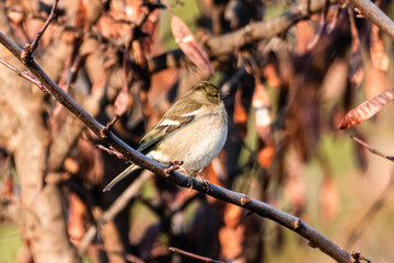 Common Chaffinch perched on a tree branch