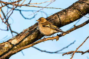 Common Chaffinch perched on a tree branch