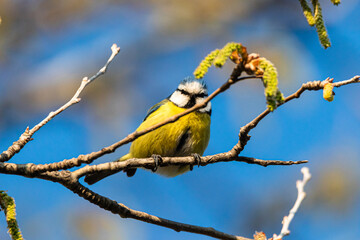 Eurasian Blue Tit perched on a tree branch