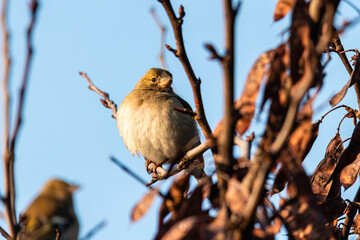 Common Chaffinch perched on a tree branch