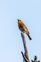 European Robin perched on a tree branch