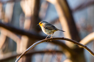 European Robin perched on a tree branch