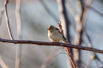 Common Chaffinch perched on a tree branch