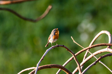 European Robin perched on a tree branch