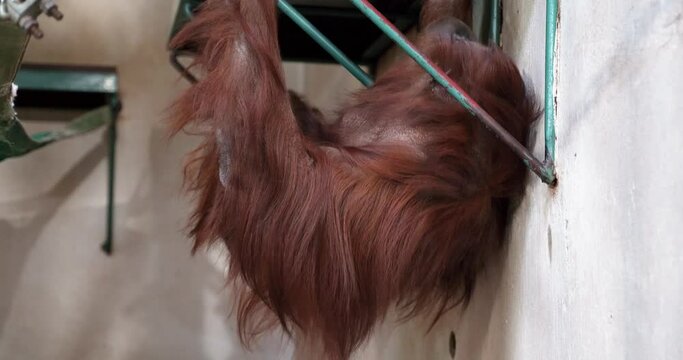 2 a red orangutan hanging by his arms and legs from a bench