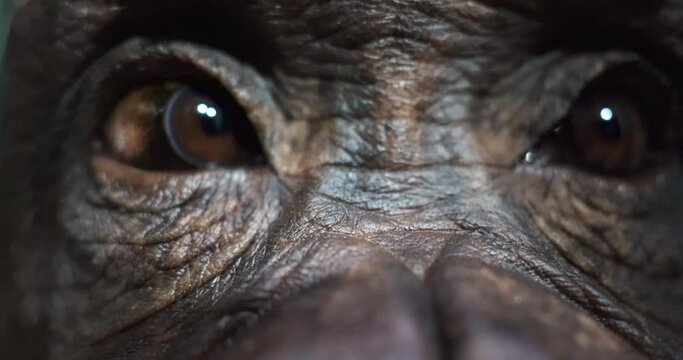 2 close up of monkey eyes with brown eyes