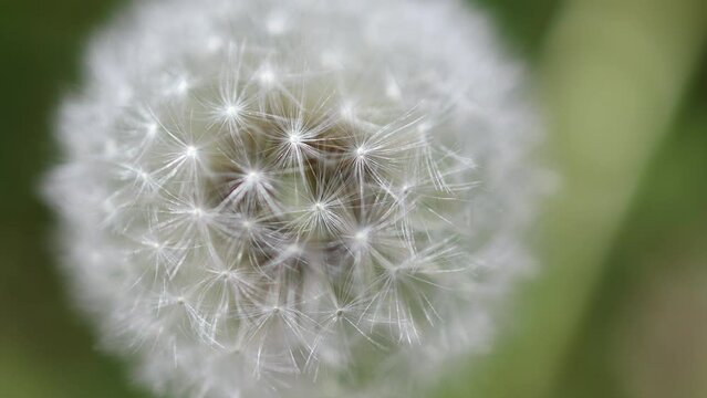 fluffy white dandelion flower seeds close-up, blurry green background sunny day summer springtime. blow-ball dandelion slightly moving in the wind. fragile nature, concept ecology and botany plants