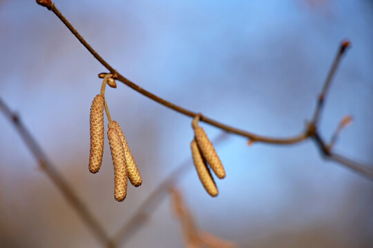 Hazel catkins on a tree branch on sky background. Forest in early spring