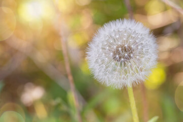 Sunlight streams through trees and grass lighting a dandelion head