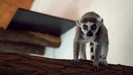 5 lemur monkeys in a closed shelter climb branches with large black and white tails