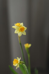 Beautiful blooming fresh yellow daffodil isolated. Spring, Easter wallpaper