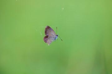 Obraz premium Butterfly trapped in the cobweb