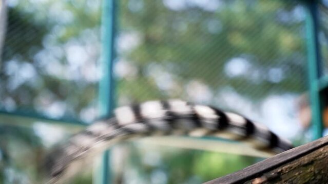 13 lemur little monkeys with big black and white tails jump on trees outside on a sunny day