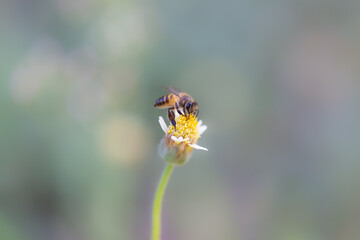 Close up of a working bee on a flower