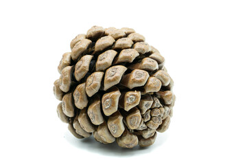 Pine cone isolated on white background