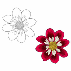 realistic flower with outline. vector illustration flower