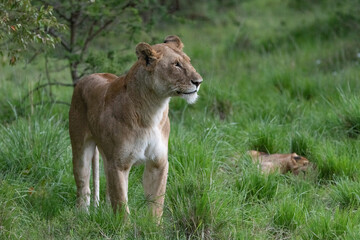 lioness in the grass of the Maasai Mara
