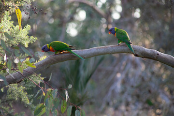 Rainbow Lorikeets