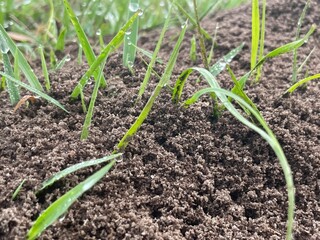 onion in the ground