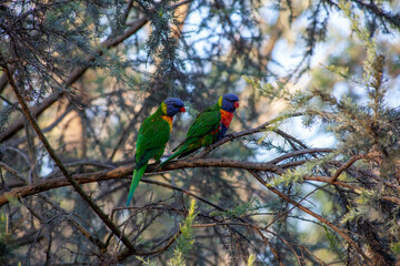 Obraz premium Rainbow Lorikeets