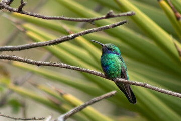 Colibrí bebé