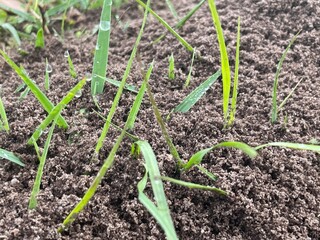 onion in the garden
