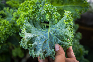 Farm worker inspecting aphid pest eating organic kale leaves
