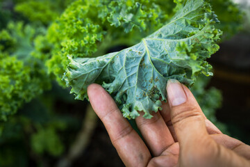 Farm worker inspecting aphid pest eating organic kale leaves