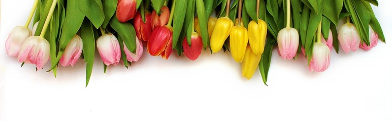 Naklejka premium Tło z tulipanami