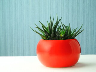 Home flower in red  pot on a white table against blue background.  Succulent haworthia in bright pots. Green home plants, side view.