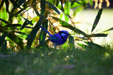 Splendid Fairy Wren Blue Wren