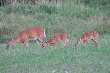 Deer Family
