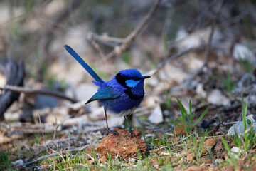 Splendid Fairy Wren Blue Wren