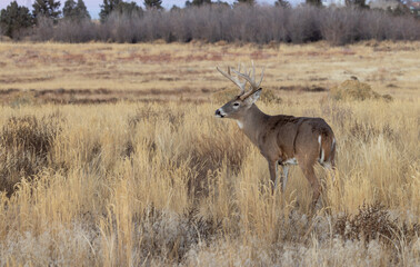 Whitetail Deer Buck in Autumn in Colorado