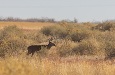 Whitetail Deer Buck in Autumn in Colorado
