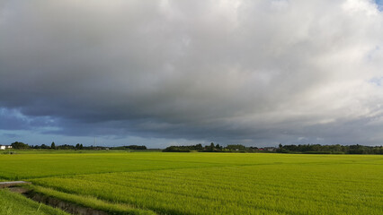 green rice field and black clouds, Kujukuri, Chiba Prefecture, Japan