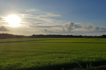 Beautiful green rice field and sky, Kujukuri, Chiba Prefecture, Japan