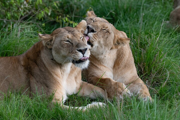 Fototapeta na wymiar two African lionesses bonding with each other