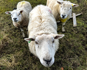 Three friendly sheep, on the moors  near, Oxenhope, Keighley, UK
