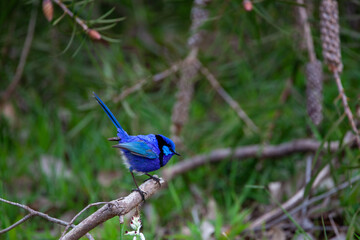 Splendid Fairy Wren Blue Wren