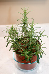 Red Plastic Potted Rosemary Plant in a Clear Glass Bowl Indoors