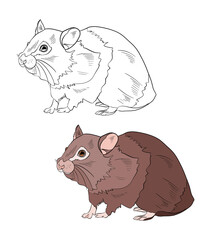 Illustration for a coloring book in color and black and white. Drawing of a guinea pig on a white isolated background. High quality illustration