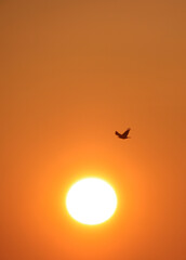 Bird flying towards the sun at sunset vertical photo