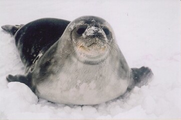 Weddell Seal Pup