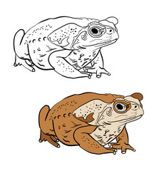 Illustration for a coloring book in color and black and white. Drawing of a frog on a white isolated background. High quality illustration