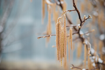 Selective focus on hazel catkins on a tree branch covered with snow and ice. Forest in winter, frost weather.