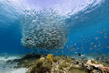 Naklejka na ściany i meble Seascape with Bait Ball, School of Fish, Mackerel fish in the coral reef of the Caribbean Sea, Curacao