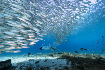 Seascape with Bait Ball, School of Fish, Mackerel fish in the coral reef of the Caribbean Sea, Curacao - obrazy, fototapety, plakaty