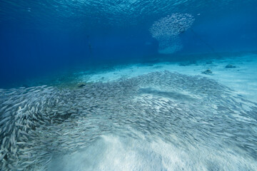 Seascape with Bait Ball, School of Fish, Mackerel fish in the coral reef of the Caribbean Sea, Curacao